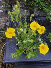 Potentilla 'Yellow Queen'