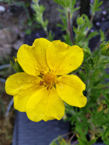 Potentilla 'Yellow Queen'