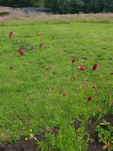 Sanguisorba officinalis 'Arnhem'