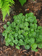 Soldanella villosa