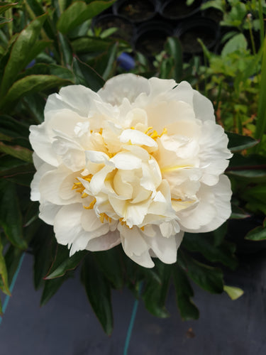 Paeonia 'Kelway's Glorious'