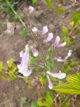 Penstemon hirsutus var pygmaeus albus