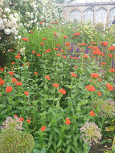 Lychnis chalcedonica
