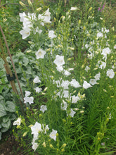 Campanula persicifolia ‘Alba’