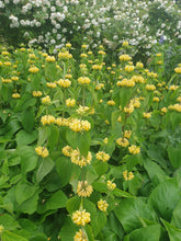 Phlomis russeliana