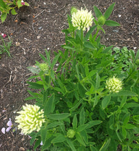 Trifolium Ochroleucum