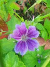 Geranium nudosum 'Clos de Coudray'