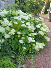 Hydrangea arborescans 'Annabelle'