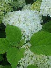 Hydrangea arborescans 'Annabelle'