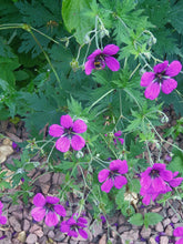 Geranium psilostemon