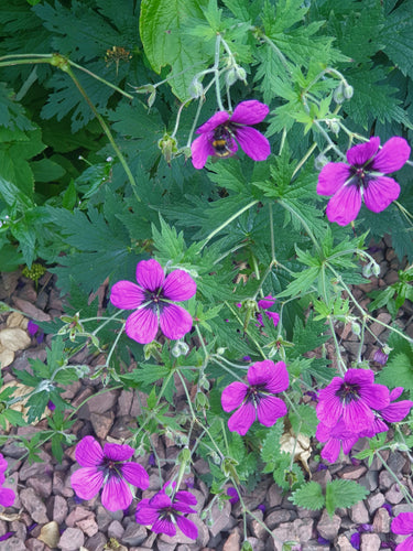 Geranium psilostemon