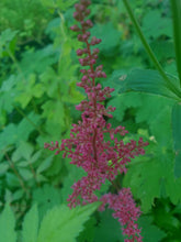 Astilbe Fanal