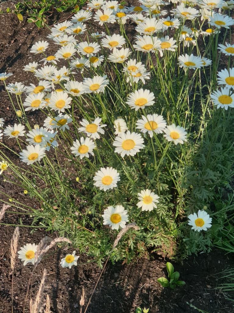 Anthemis tinctoria 'Sauce Hollandaise' Plants Shoots and Leaves