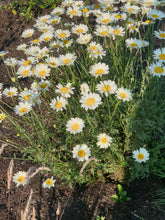 Anthemis tinctoria  'Sauce Hollandaise'