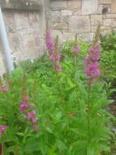 Lythrum salicaria Robin