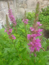Lythrum salicaria Robin