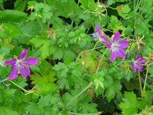 Geranium wlassovianum 'Lakwijk Star'