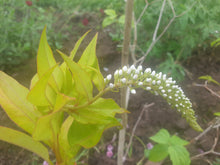 Lysimachia cletheroides