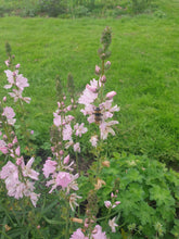 Sidalcea Elsie Heughs