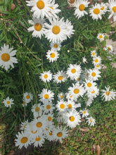 Leucanthemum 'Alaska'