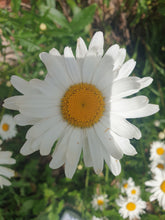 Leucanthemum 'Alaska'