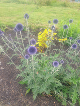 Echinops ritro 'Veitch's Blue'