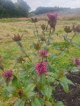 Monarda on Parade