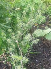 Eryngium planum Silver Salentino