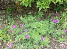 Geranium wlassovianum 'Lakwijk Star'
