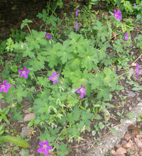 Geranium wlassovianum 'Lakwijk Star'