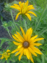 Rudbeckia fulgida var. 'Deamii'