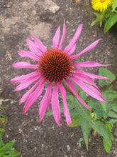 Echinacea purpurea 'Magnus Superior'