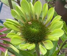 Echinacea purpurea 'Green Twister'