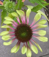 Echinacea purpurea 'Green Twister'
