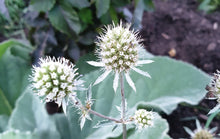 Eryngium planum Silver Salentino