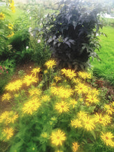 Rudbeckia fulgida var. 'Deamii'