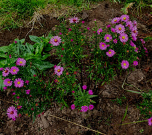 Aster novi-belgii 'Dandy'