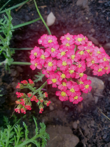 Achillea millefolium  'Paprika'