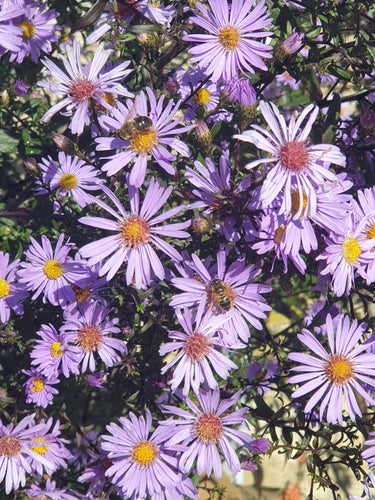 Aster laevis 'Calliope'