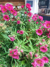 Aster nova angliae 'Alma Potschke'