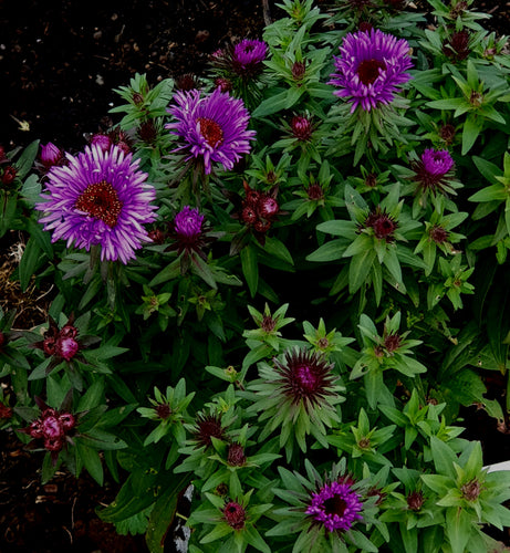 Aster novae-angliae 'Purple Dome'