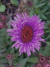 Aster novae-angliae 'Purple Dome'