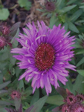 Aster novae-angliae 'Purple Dome'