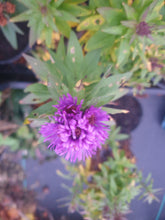 Aster novae-angliae 'Purple Dome'