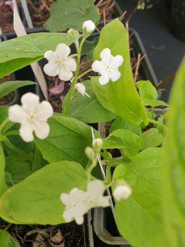 Omphalodes verna 'Alba'