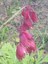 Dicentra formosa Bacchanal