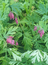 Dicentra formosa Bacchanal