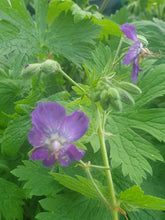 Geranium phaeum 'Lily Lovell'