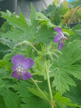 Geranium phaeum 'Lily Lovell'