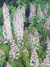 Tiarella Candy Striper